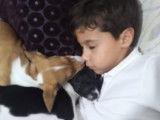 À adopter, chiot de deux mois