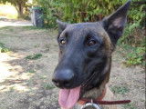 Disponible à l'adoption : chien âgé de 2 ans