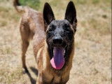 Chienne fauve charbonnée prête pour l'adoption
