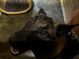 Chiot mâle de 8 mois cherchant une famille