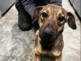 Chiot de 7 mois à la recherche d’un foyer chaleureux