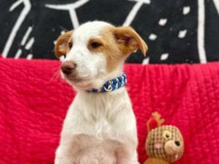 Offrez un foyer à un chiot mâle de 5 mois