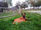 Recherche Mâle Malinois pour saillie
