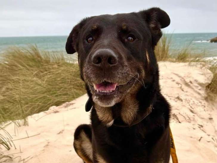 Disponible à l'adoption : chien noir et feu