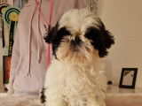 Chiot femelle Shih Tzu à vendre