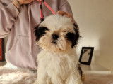 Chiot femelle Shih Tzu à vendre