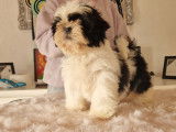 Chiot femelle Shih Tzu à vendre