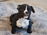 Chiots de race American Bully à vendre (2 femelles & 1 mâle)