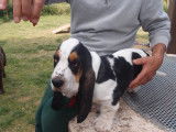 Chiots de race Basset Hound &agrave; vendre (3 femelles & 7 m&acirc;les)