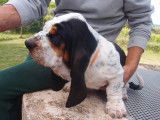 Chiots de race Basset Hound &agrave; vendre (3 femelles & 7 m&acirc;les)