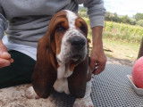 Chiots de race Basset Hound &agrave; vendre (3 femelles & 7 m&acirc;les)
