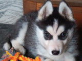 Chiot Husky LOF à vendre