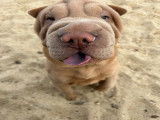 Recherche femelle Shar-Peï pour saillie