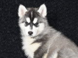 Chiots Husky Sibérien non LOF à vendre