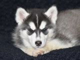 Chiots Husky Sibérien non LOF à vendre