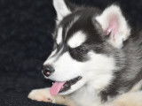 Chiots Husky Sibérien non LOF à vendre