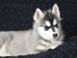 Chiots Husky Sibérien non LOF à vendre