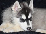 Chiots Husky Sibérien non LOF à vendre