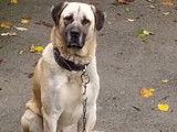 Magnifique Kangal  &agrave; vendre