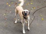 Magnifique Kangal  &agrave; vendre