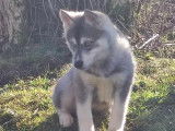 Chiots femelles Husky Sib&eacute;rien &agrave; r&eacute;server