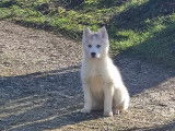 Chiots femelles Husky Sib&eacute;rien &agrave; r&eacute;server
