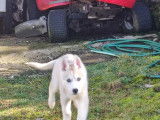 Chiots femelles Husky Sib&eacute;rien &agrave; r&eacute;server