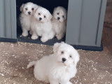 Superbes chiots Bichon Maltais &agrave; vendre