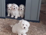 Superbes chiots Bichon Maltais &agrave; vendre