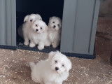 Superbes chiots Bichon Maltais &agrave; vendre