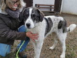 Chien gris et blanc à adopter