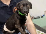Disponible à l'adoption, chienne noire