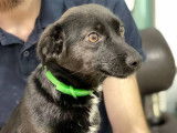 Disponible à l'adoption, chienne noire