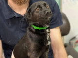 Disponible à l'adoption, chienne noire