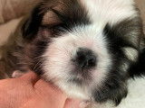 Très beaux chiots Shih Tzu à vendre