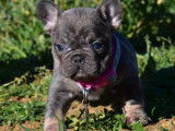 Chiots Bouledogues Français exotiques à vendre