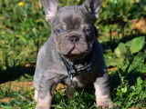 Chiots Bouledogues Français exotiques à vendre