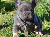 Chiots Bouledogues Français exotiques à vendre