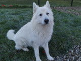 Oslo, étalon Berger Blanc Suisse LOF disponible pour saillie