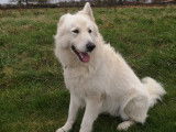 Oslo, étalon Berger Blanc Suisse LOF disponible pour saillie