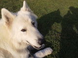 Oslo, étalon Berger Blanc Suisse LOF disponible pour saillie