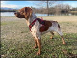 Male Épagneul Breton LOF disponible pour saillie