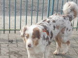 Roxie, femelle Berger Australien LOF à vendre