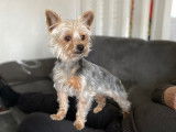 Mâle Yorkshire Terrier disponible pour saillie