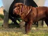 Mâle Labrador Retriever disponible pour saillie