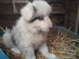 Chiots de race Border Collie &agrave; vendre (4 femelles)