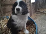 Chiots de race Border Collie &agrave; vendre (4 femelles)