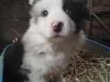 Chiots de race Border Collie &agrave; vendre (4 femelles)