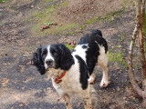 Mâle Springer Spaniel disponible pour saillie
