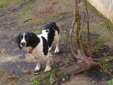 Mâle Springer Spaniel disponible pour saillie
